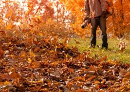 FALL CLEANUP